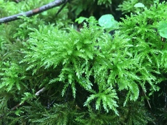 Leucolepis