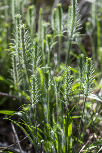 Plantago aristata iNat (3)