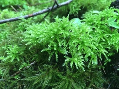 Leucolepis
