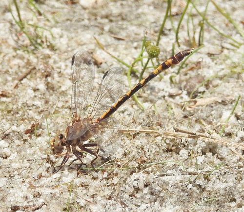 Tawny Sanddragon photo 4