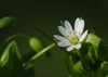Greater Chickweed - Photo (c) Biopix, some rights reserved (CC BY-NC)