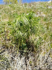 Peucedanum morisonii