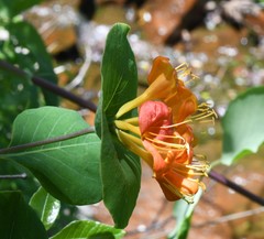 Lonicera flava