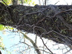 Tripodanthus acutifolius