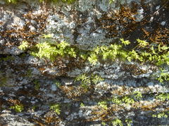 Cryptogramma stelleri image