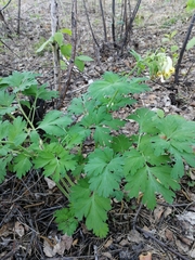 Corydalis nobilis