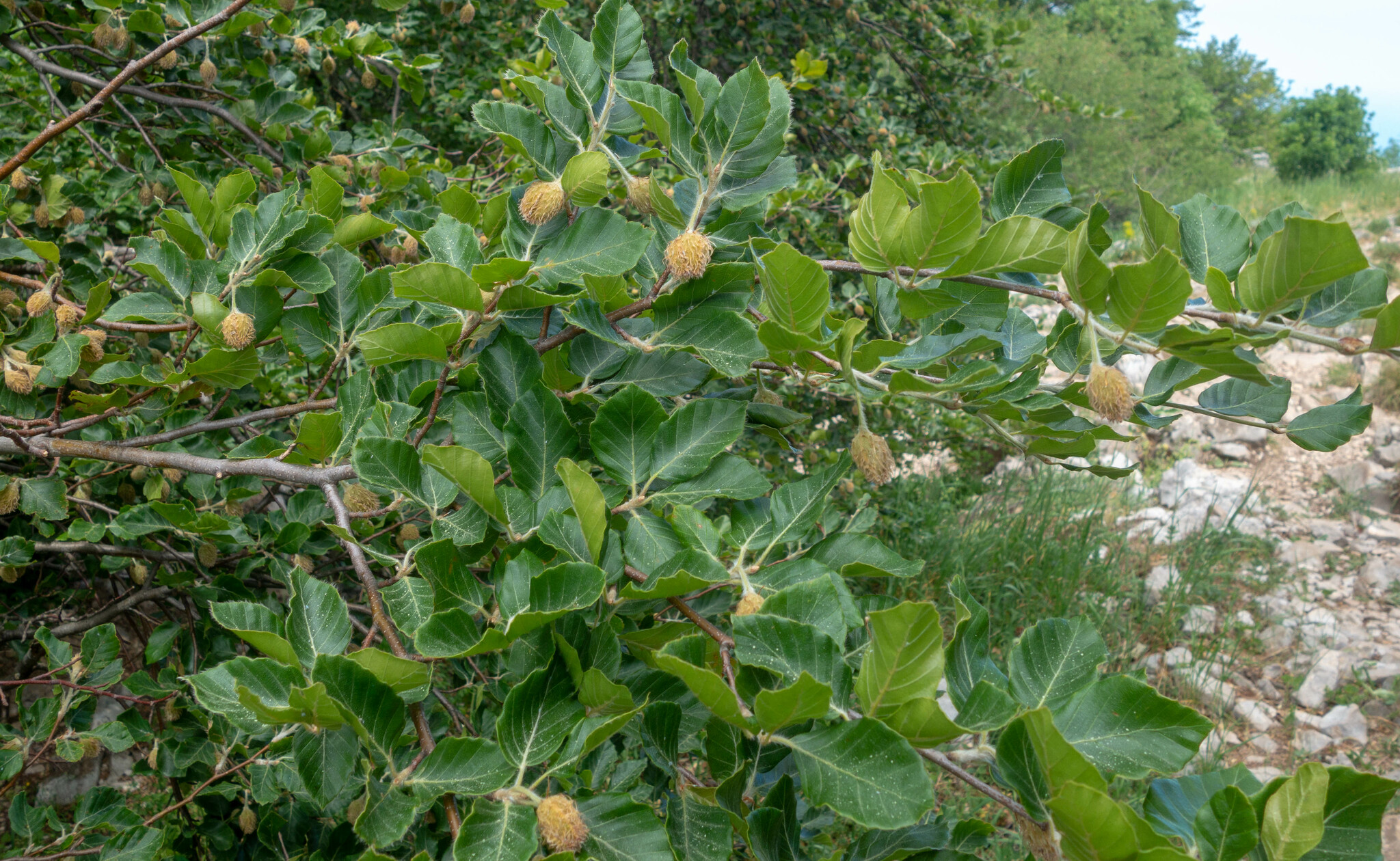 Crimean Beech (Fagus ×)