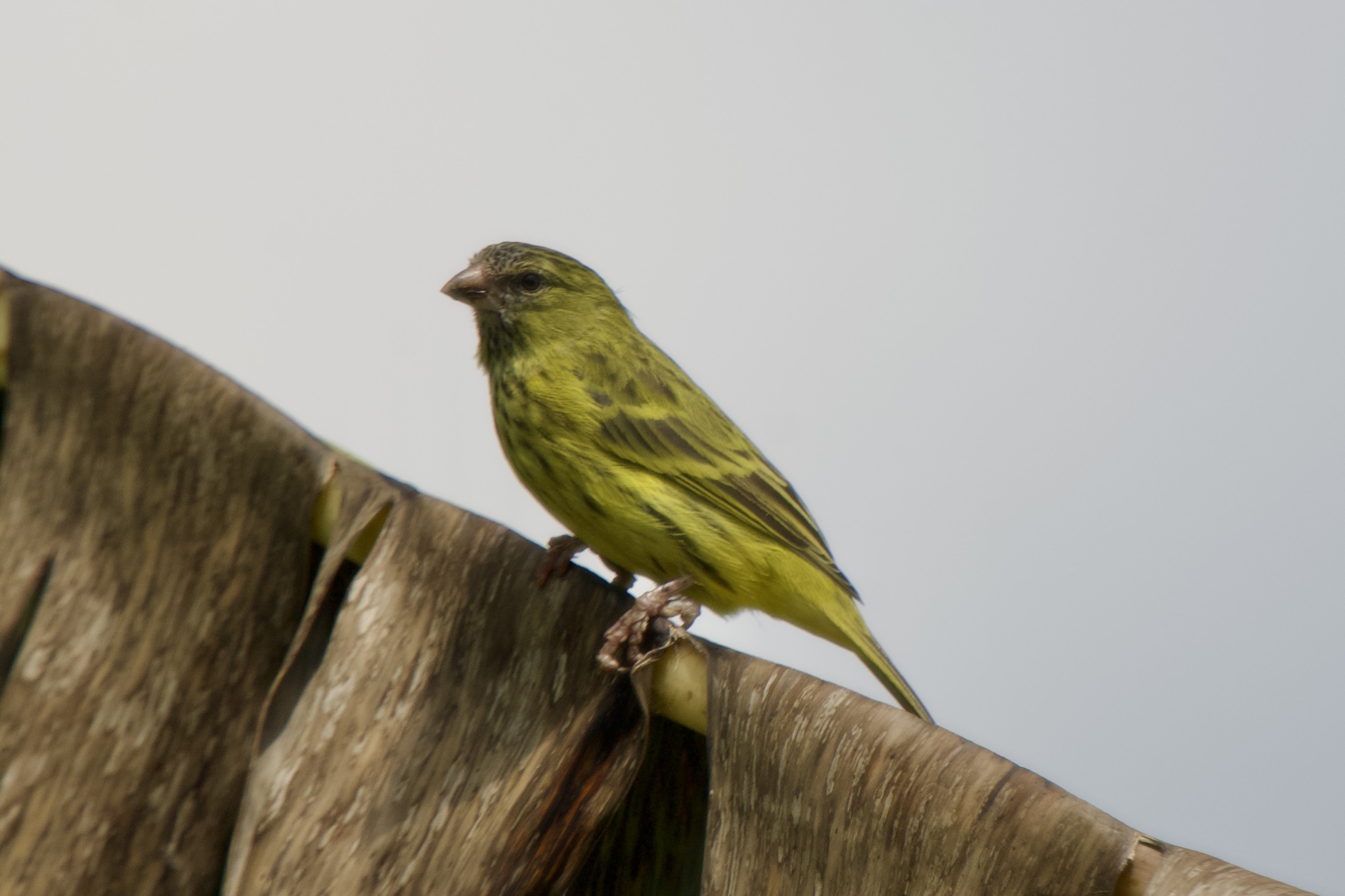 Papyrus Canary (Crithagra koliensis), photo 10