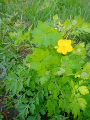 Chelidonium majus