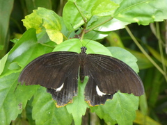 Papilio prexaspes