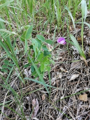 Lathyrus humilis