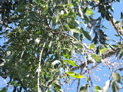 Tripodanthus acutifolius