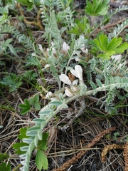 Astragalus testiculatus