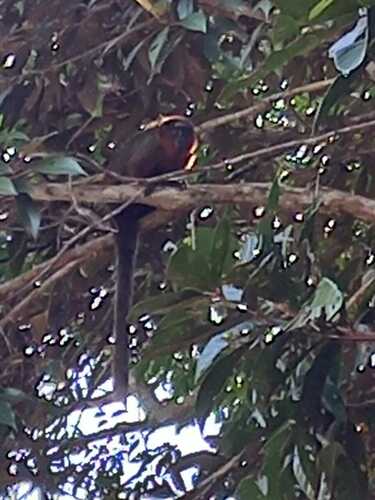 Chestnut-bellied Titi