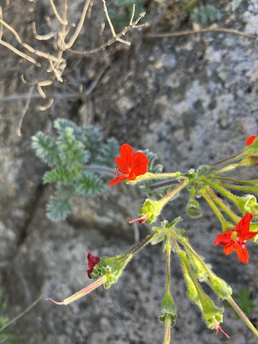Image of Pelargonium fulgidum by (c) Charleen Brunke, some rights reserved (CC BY)
