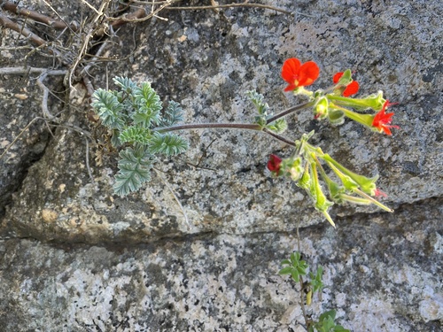 Image of Pelargonium fulgidum by (c) Charleen Brunke, some rights reserved (CC BY)