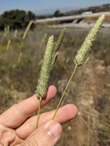 Phalaris aquatica iNat (3)