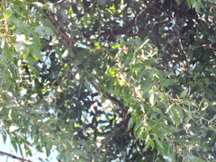 Tripodanthus acutifolius