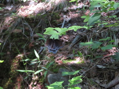 Limenitis arthemis