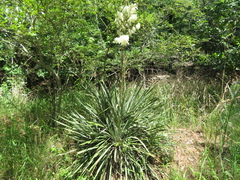 Yucca filamentosa