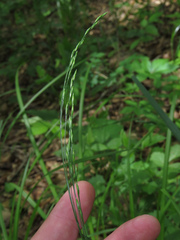 Festuca subverticillata