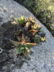 Coral Aloe (Aloe distans)