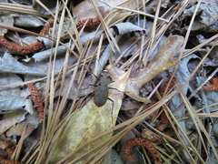 Apterodela unipunctata