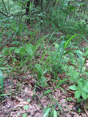 Festuca subverticillata