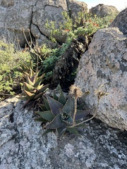 Aloe distans, photograph (c) Charleen Brunke, some rights reserved (CC BY)