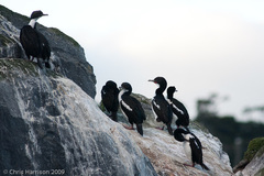 Leucocarbo chalconotus