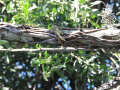 Tripodanthus acutifolius