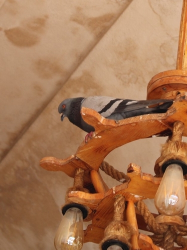 Rock Pigeon