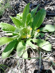 Primula veris macrocalyx