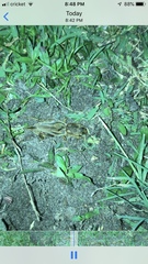 Neoscapteriscus borellii