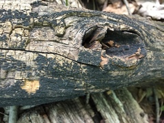 Hysterium angustatum