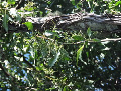 Tripodanthus acutifolius