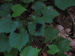 Gnamptopelta obsidianator