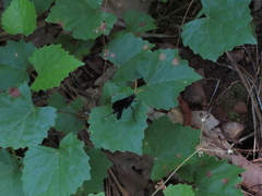 Gnamptopelta obsidianator