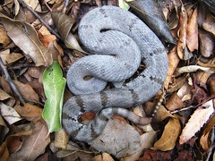 Crotalus lepidus