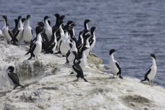 Leucocarbo carunculatus