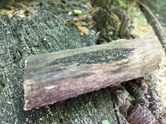 Hysterium angustatum