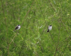 Serpophaga hypoleuca