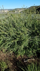 Peraphyllum ramosissimum