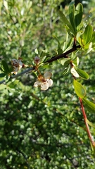 Peraphyllum ramosissimum