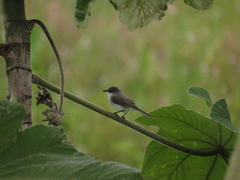 Serpophaga hypoleuca