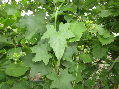 White bryony (Bryonia alba)