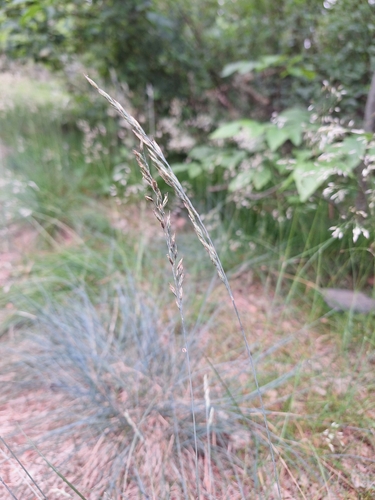 Festuca duvalii observed 2024-06-12