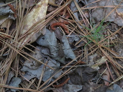 Apterodela unipunctata