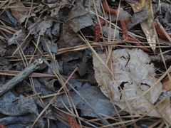 Apterodela unipunctata