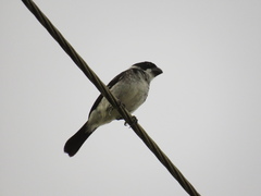 Sporophila americana